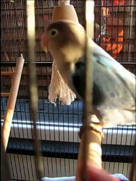 Jefke