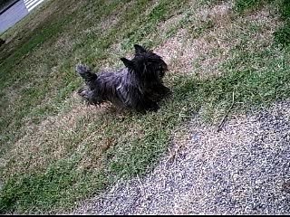 ué vive ma chienne xD