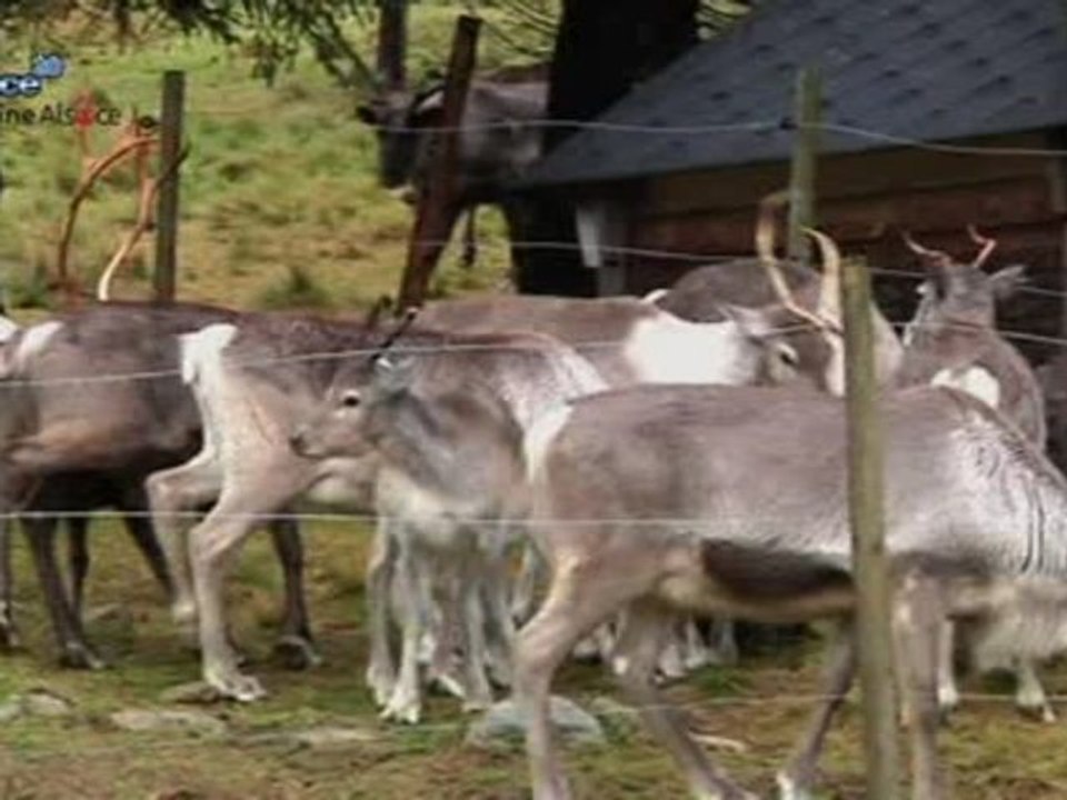 Insolite: un élevage de rennes à