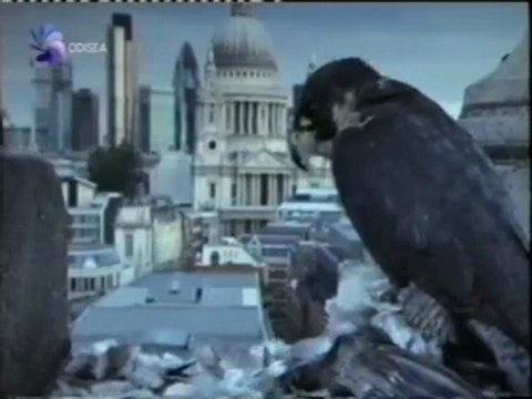 Halcon peregrino: Anatomia y fisiologia de un depredador