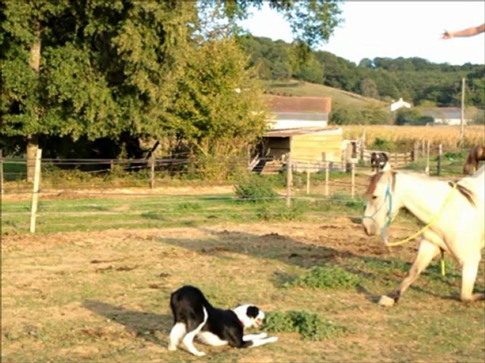 Travail au pré, en toute simplicité.
