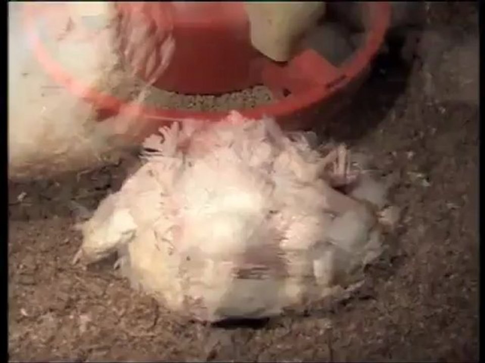 Shocking conditions found on award winning farms
