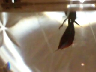 Mon poisson combattant