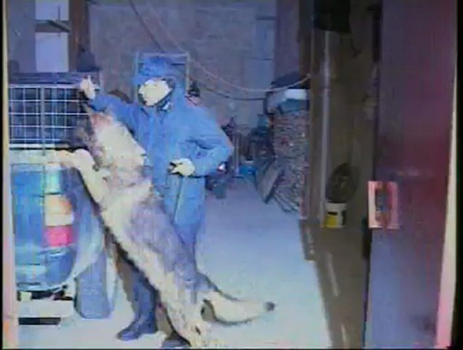 Ruoppolo Teleacras - Brivido felino