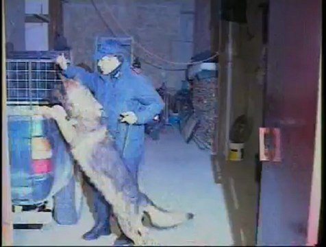 Ruoppolo Teleacras - Brivido felino