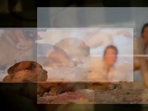 Pet Trust Services in Dallas TX - John R. Vermillion & Associates, LLC