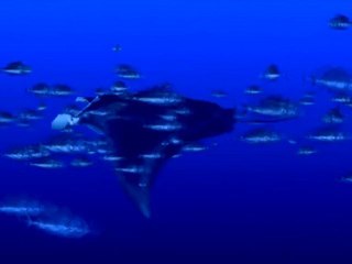 Demo Technique PlayStation - Raie Manta