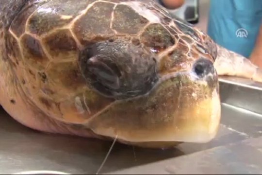 Caretta Caretta'ya suni solunum