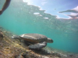 maki et tortues mayotte