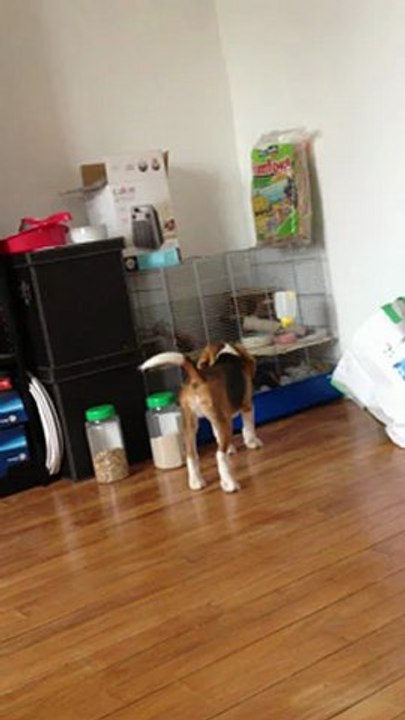 Beagle vs Gerbille