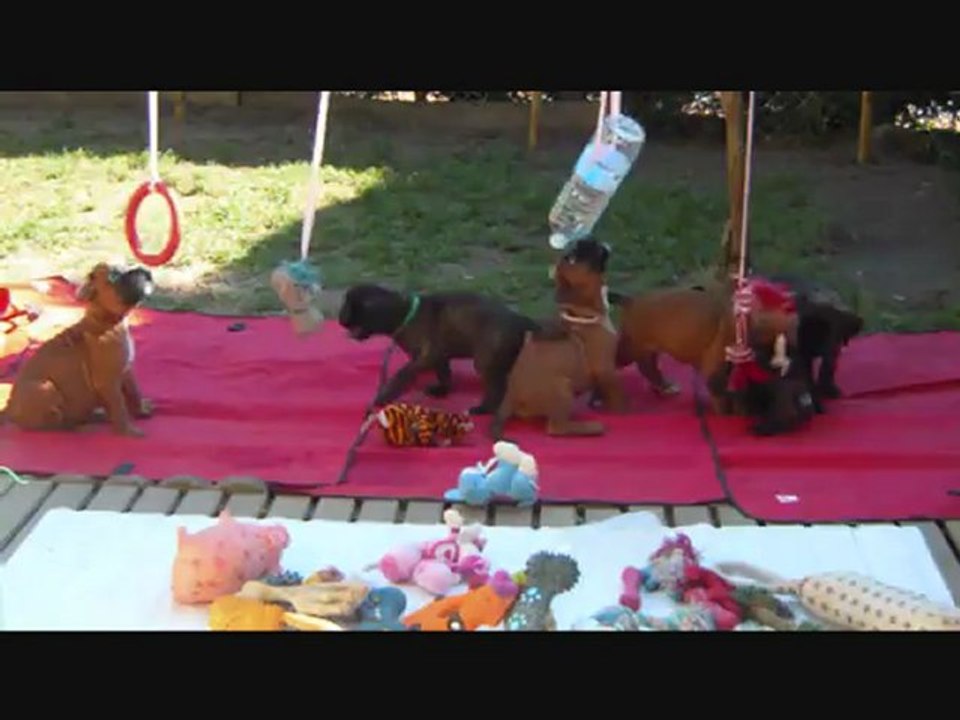 Les Bibous à 47 jours, 2012-10-05 (CHEYENNE de SAINT QUINIS X UCELLO du DOLON / Portée des "H" 2012)