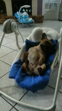 Nala le bouledogue en balancelle de bébé