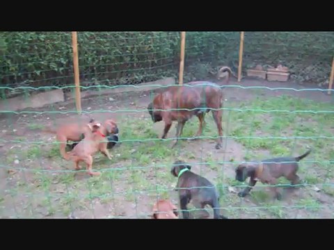 Les Bibous à 57 jours, 2012-10-15 (CHEYENNE de SAINT QUINIS X UCELLO du DOLON / Portée des H 2012)