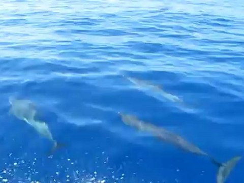 Des dauphins dans le grand bleu de l'Océan Indien