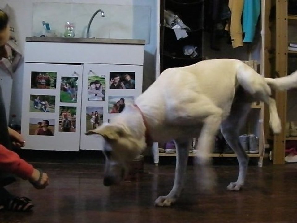 Entrainement pattes arrières