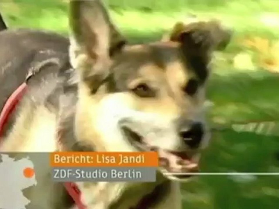 Der Berliner Bello Dialog in 'Heute Nacht' vom 16. Oktober 2012