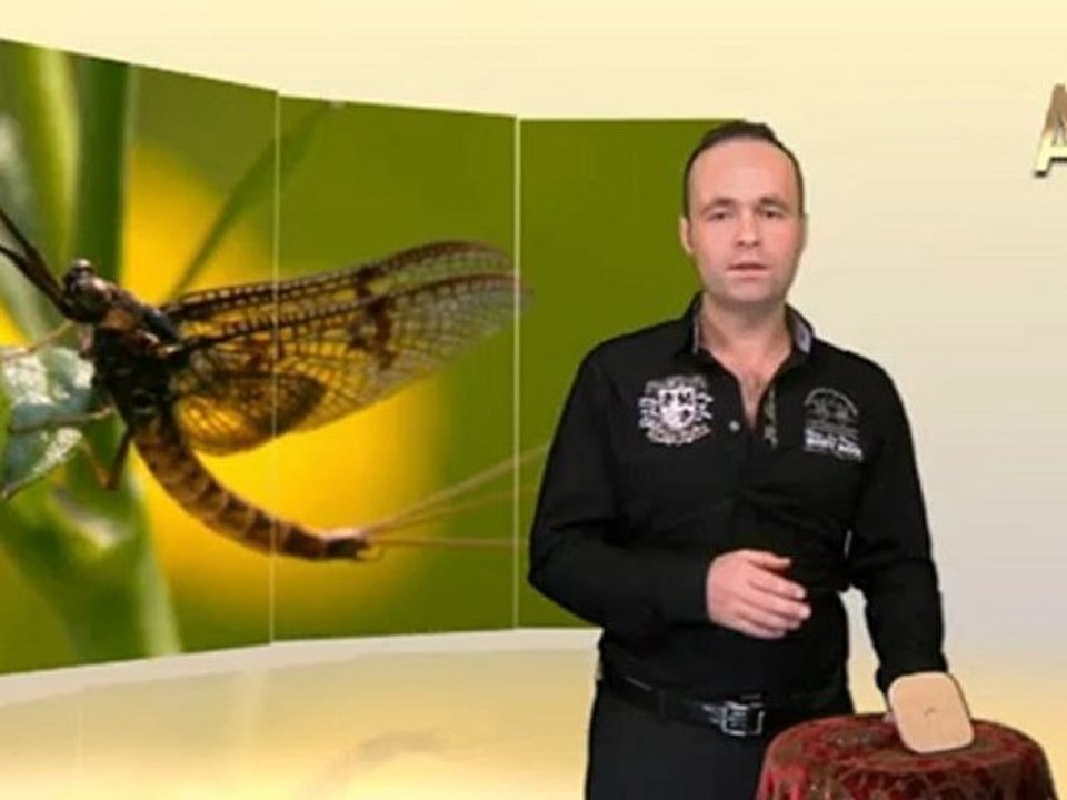 MİLYONLARCA YILDIR DEĞİŞMEYEN MAYIS SİNEKLERİ