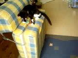 Vidéo de chat rigolo,fait par moi et mon cousin