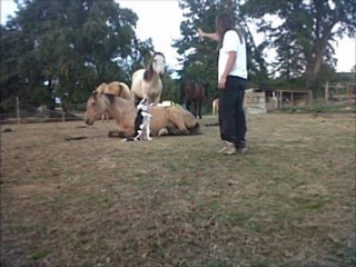 Varoum, Futur cheval de spectacle !