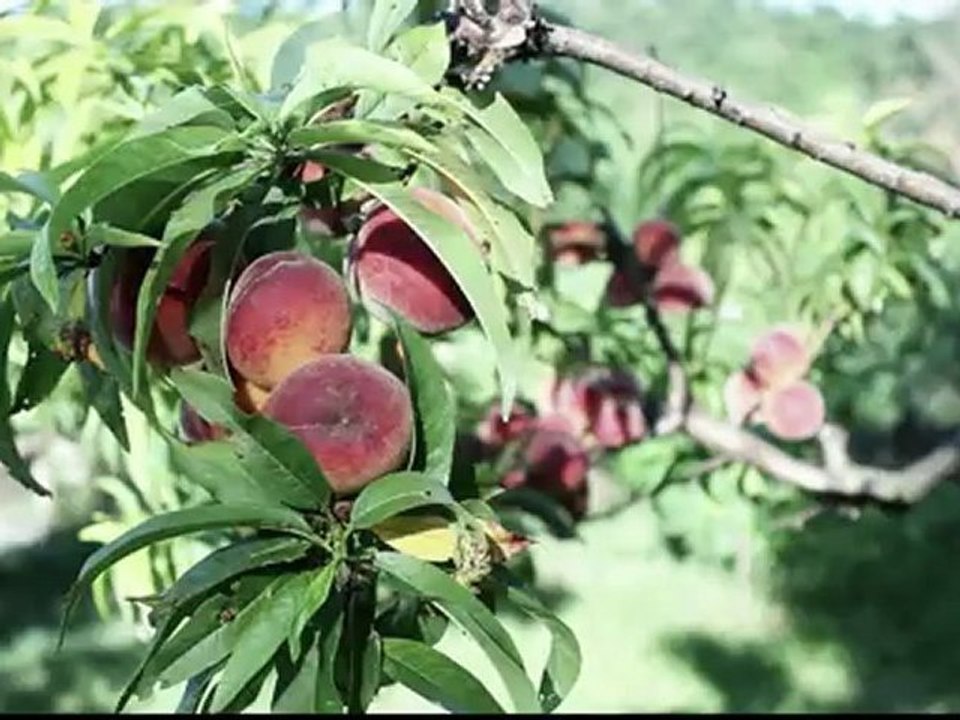 Peaches - Free HD stock footage
