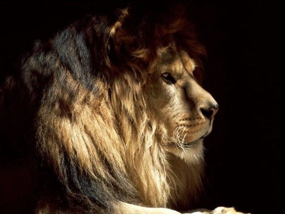 les_lions_la_vie