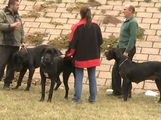 Sremska Mitrovica 14 okt 2012 - 18. izlozba pasa