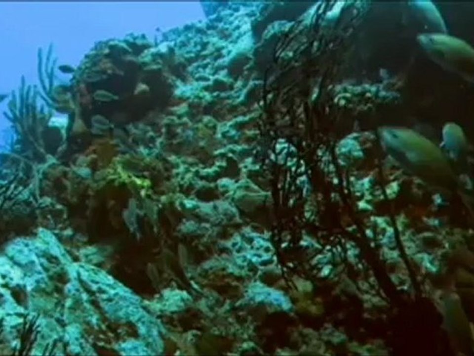 Darwin's Dangerous Idea (intro)