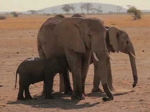 Bébé éléphant sauvé d'un trou