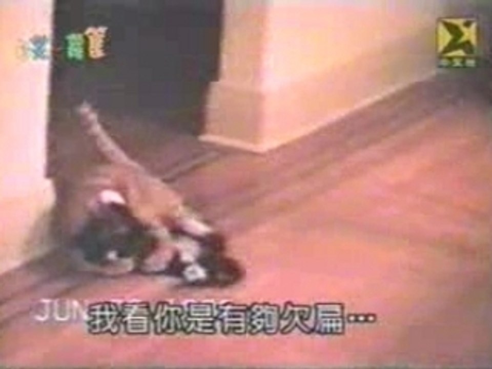 video drole Comique - Kung Fu Chat