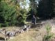 2012.10 La course de chiens de traineau à La pinatelle dans le cantal