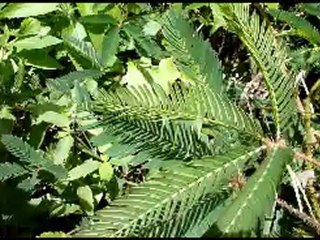 Indonésie, Sumatra: mimosa sensitive