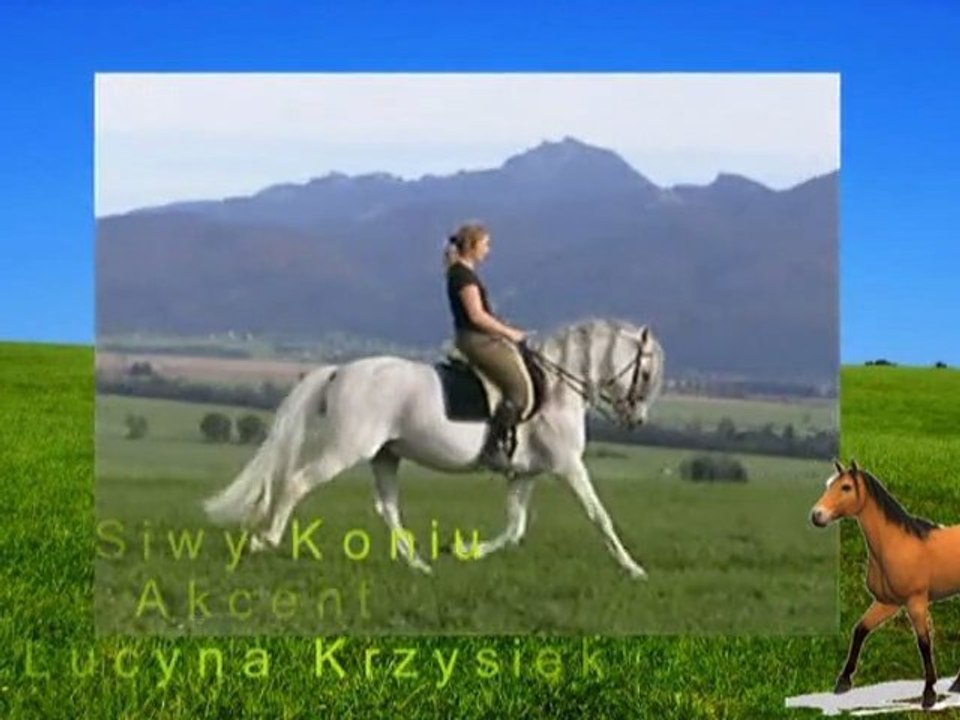 Siwy koniu