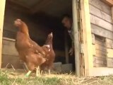 France: Chickens for the Taking | European Journal