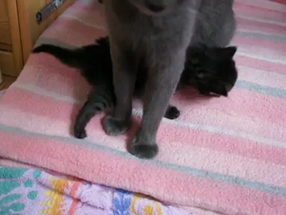 chatons polissons !! :3