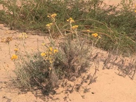 La gestion des dunes par l'ONF sur le littoral atlantique