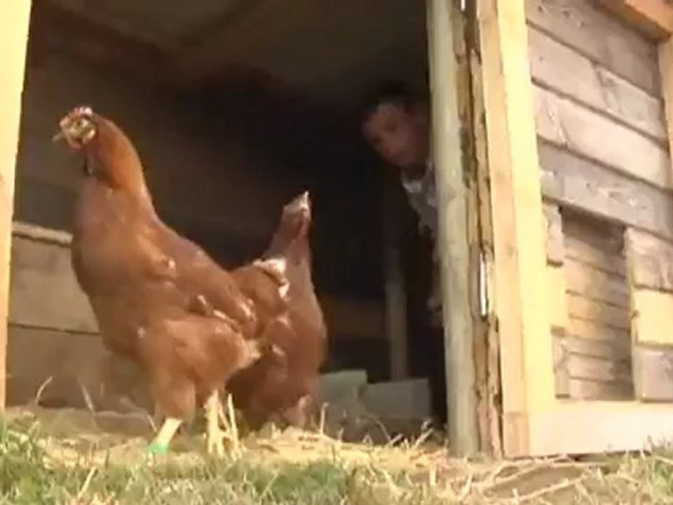 Francia: se regalan gallinas | Europa semanal