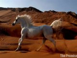 The Beauty of  Arabian Horses...