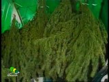 Ruoppolo Teleacras - Marijuana produzione propria