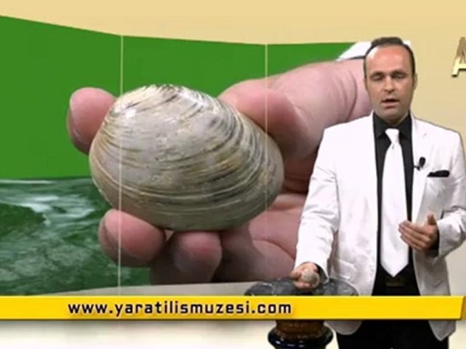 MİLYONLARCA YILDIR DEĞİŞMEYEN BIVALVE'LER