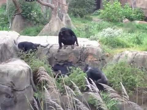 Singes Vs Raton Laveur