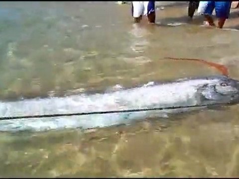 Poisson-Ruban de 4,5 mètres au Mexique