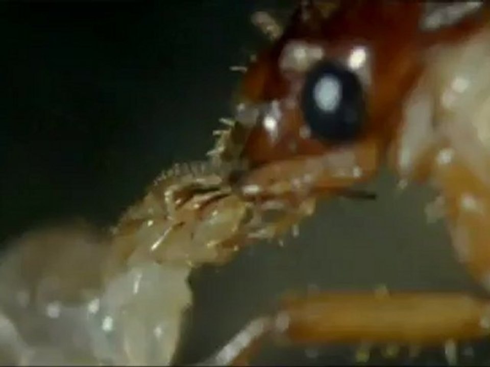 Kiểm soát mối và diệt mối công trình - AN SINH PEST CONTROL.