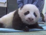 Le bébé panda de San Diego a fait ses premiers pas