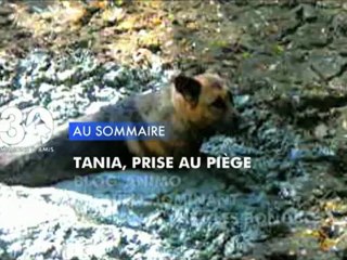 Sommaire émission 30 Millions d'Amis 20/10/2012