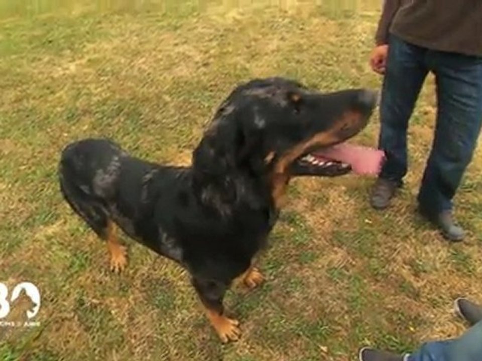 Le chien dominant