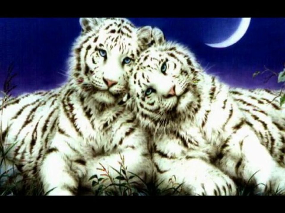 ❦Animals Fantasy❦