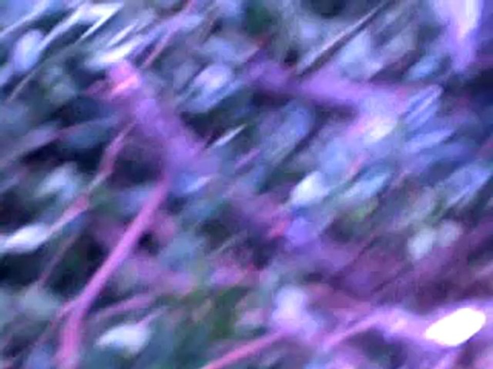 Mersin Toros alışveriş merkezinin yaptığı ağaç katliamı