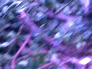 Mersin Toros alışveriş merkezinin yaptığı ağaç katliamı