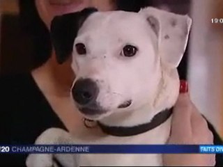 Charleville-Mézières : un chien retrouvé enterré vivant