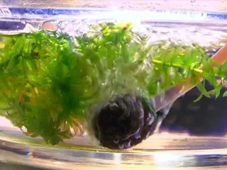 Fête De La Science /Aurillac